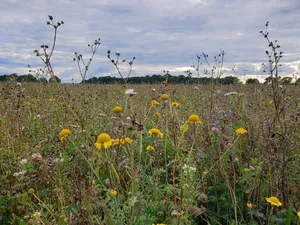 Foto links: Mehrjährige Blühflächen fördern effektiv die Biodiversität auf dem Acker