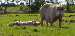 Muttersau mit Ferkeln