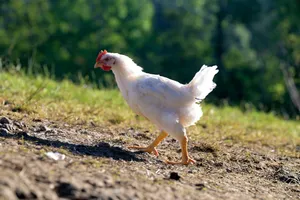 Masthähnchen auf der Weide