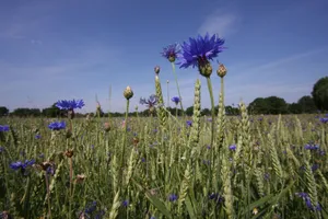 Weizenfeld mit einer Kornblume