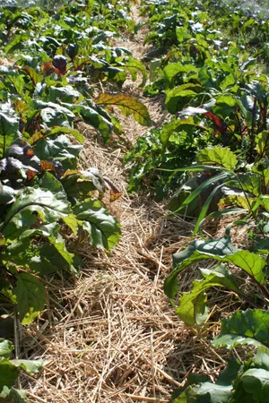 Rote Bete im Strohmulch