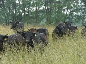 Rinder auf der Weide