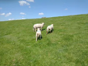 Schafe stehen auf den Deich 