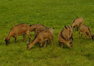 Ziegen auf einer Weide.